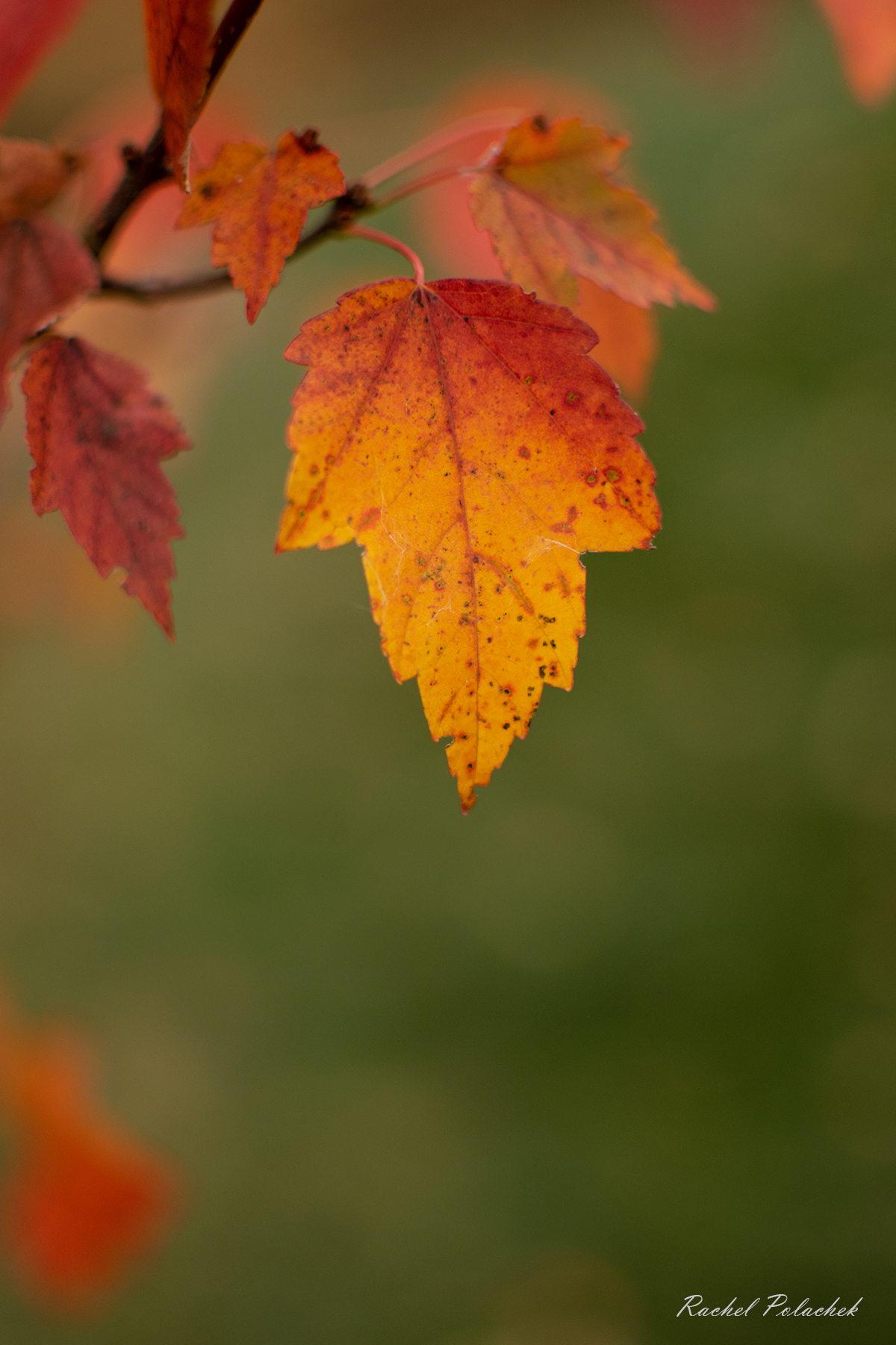 image of fall leaf